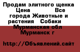 Продам элитного щенка › Цена ­ 30 000 - Все города Животные и растения » Собаки   . Мурманская обл.,Мурманск г.